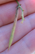 Astragalus convallarius var. convallarius