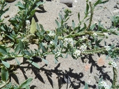 Heliotropium curassavicum var. curassavicum