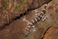 Cyrtodactylus consobrinus