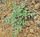 Lomatium parvifolium var. parvifolium