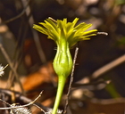 Agoseris heterophylla var. heterophylla