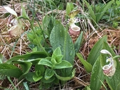 Spotted Lady’s Slipper