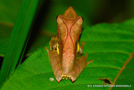 Montane Hour-glass Tree-frog