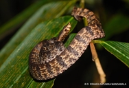 Lowlands Humped Nosed Pit Viper