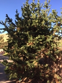 Pinus aristata