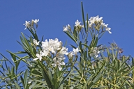 Common Oleander
