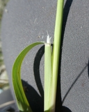 Leptochloa fusca ssp. uninervia