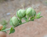 Linaria dalmatica