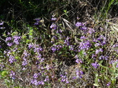 Collinsia heterophylla var. austromontana