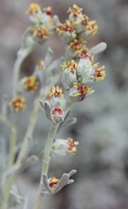 Artemisia pedatifida
