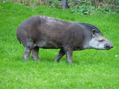 Lowland Tapir
