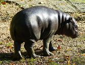 Pygmy Hippo Baby
