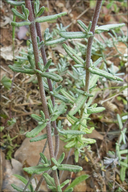 Teucrium polium ssp. capitatum