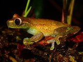 English Name: Chical Nubulous Stream-frog