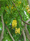 Golden Shower Tree