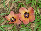 Hibiscus tiliaceus