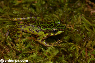 Geminated Cascade Frog