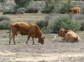 Algarvia Cattle