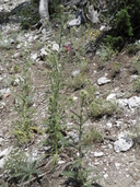 Cirisum eatonii var. clokeyi