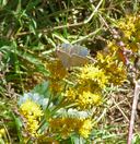 Callophrys spinetorum spinetorum