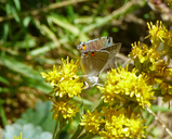 Callophrys spinetorum spinetorum