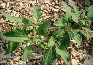 Solanum villosum ssp. alatum