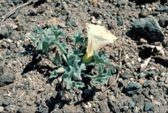 Calystegia collina ssp. oxyphylla
