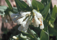 Mertensia oblongifolia var. nevadensis