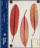 Lithocarpus densiflorus