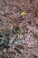 Crepis runcinata ssp. hallii