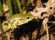 Southern Leaf Green Tree Frog