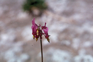 Dodecatheon pulchellum ssp. pulchellum