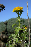 Eriophyllum staechadifolium