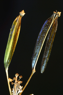 Osmorhiza occidentalis