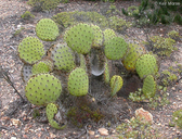 Chaparral Prickly Pear