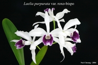 Laelia purpurata var. roxo-bispo