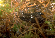 Drewes' Moss Frog