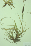 Carex idahoa