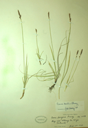 Carex hallii