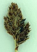 Carex albonigra