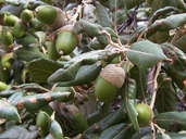 Quercus ilex ssp. ilex