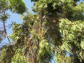Eucalyptus sp.