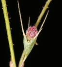 Oxytheca dendroidea ssp. dendroidea