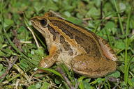 Iberian Painted Frog