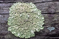 Common Greenshied Lichen
