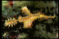 Harequin Ghost Pipefish