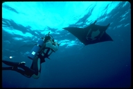 Giant Pacific Manta Ray