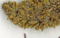 Amaranthus deflexus