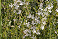 Satureja montana ssp. variegata