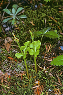 Botrychium pinnatum